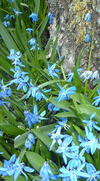 Scilla flower
