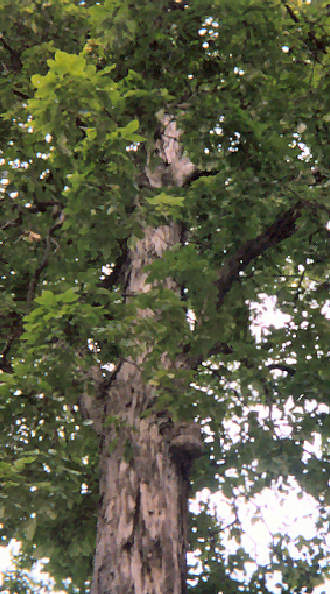 Shagbark Tree